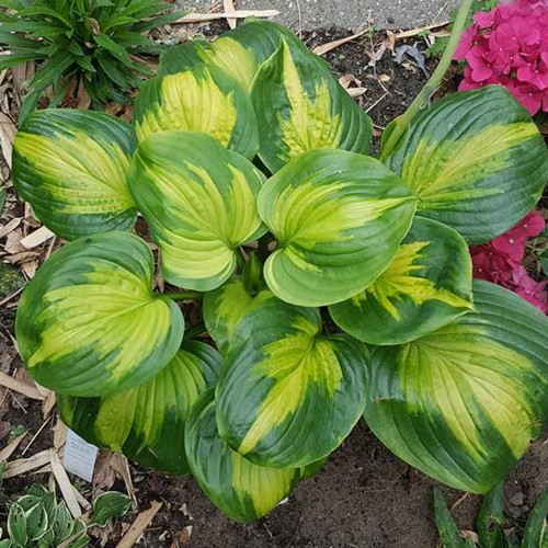 Hosta 'Enchiladas' - Hosta 'Enchiladas'